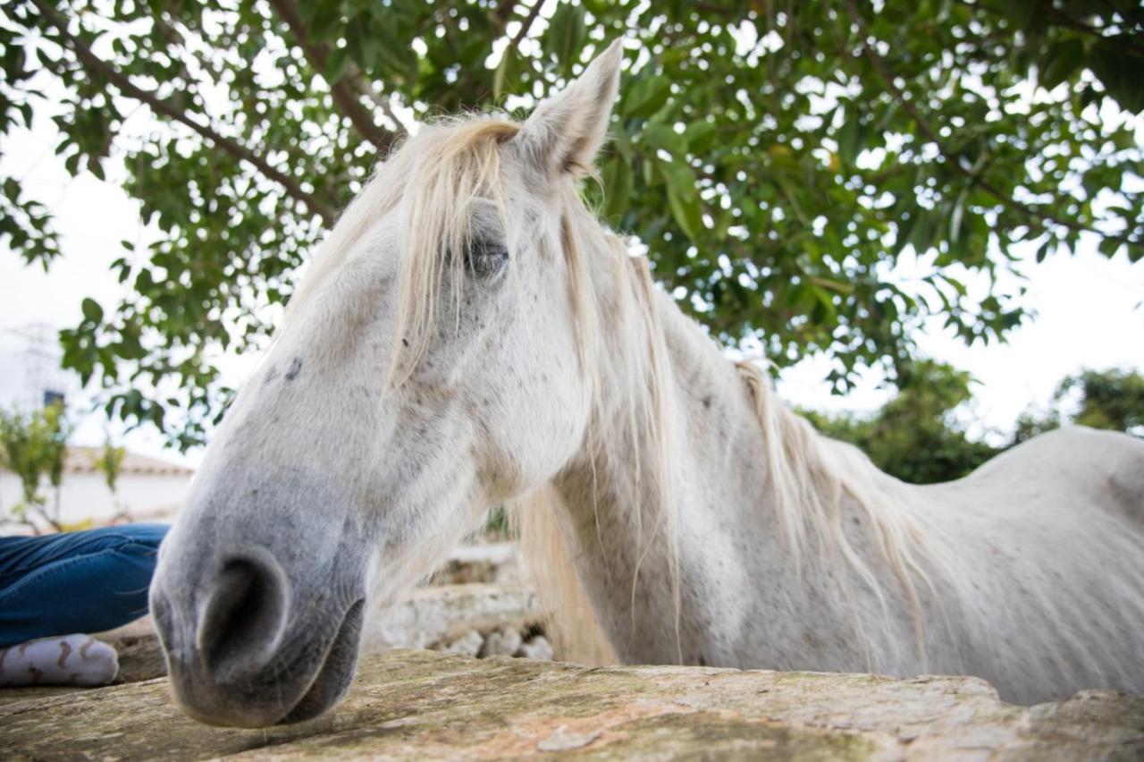 Binicalsitx Casa Rural フェレリエス エクステリア 写真